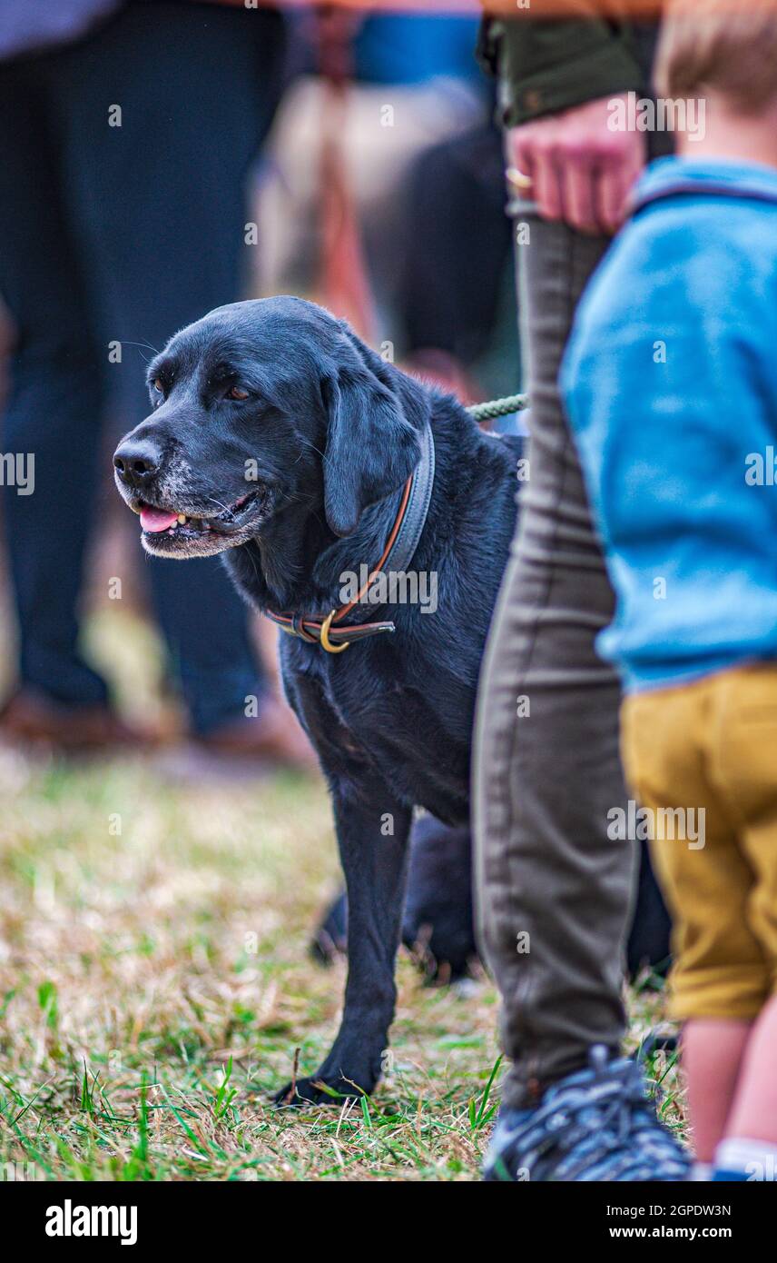 Ritratto di un vecchio cane Labrador nero con uno sfondo sfocato Foto Stock