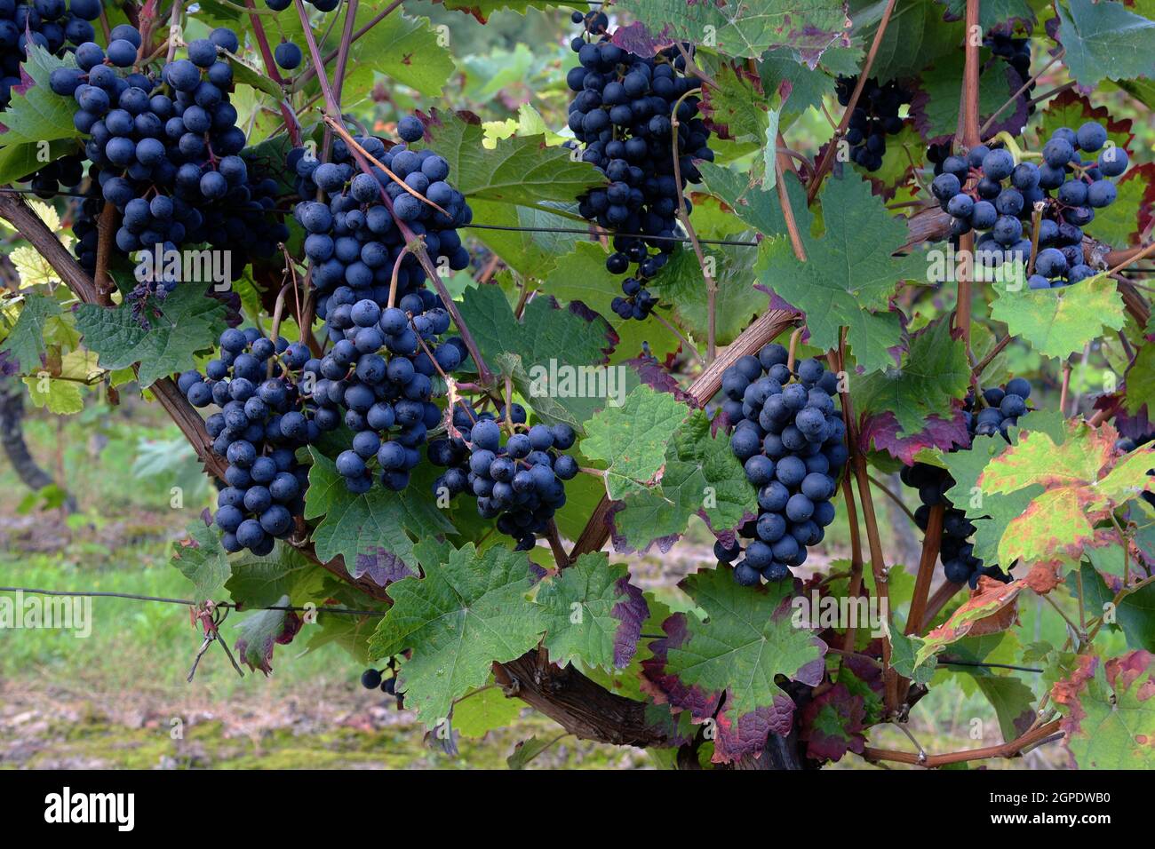 vitigni con uve viola scuro Foto Stock