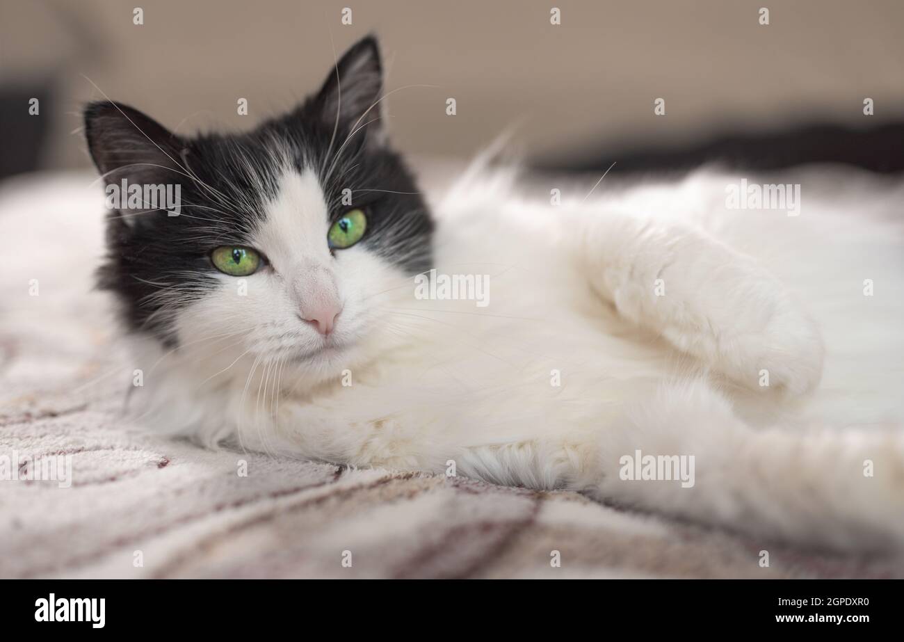 gatto domestico in bianco e nero felix a casa in un appartamento in un habitat familiare, al coperto. Gatto bianco e nero sdraiato sul divano Foto Stock
