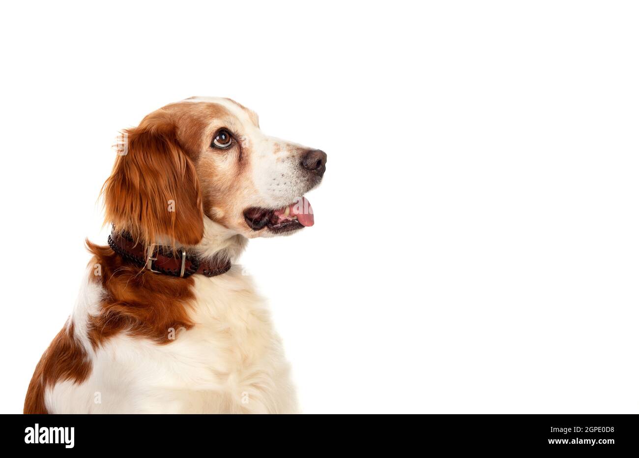 Bellissimi ritratti di un cane isolato su uno sfondo bianco Foto Stock