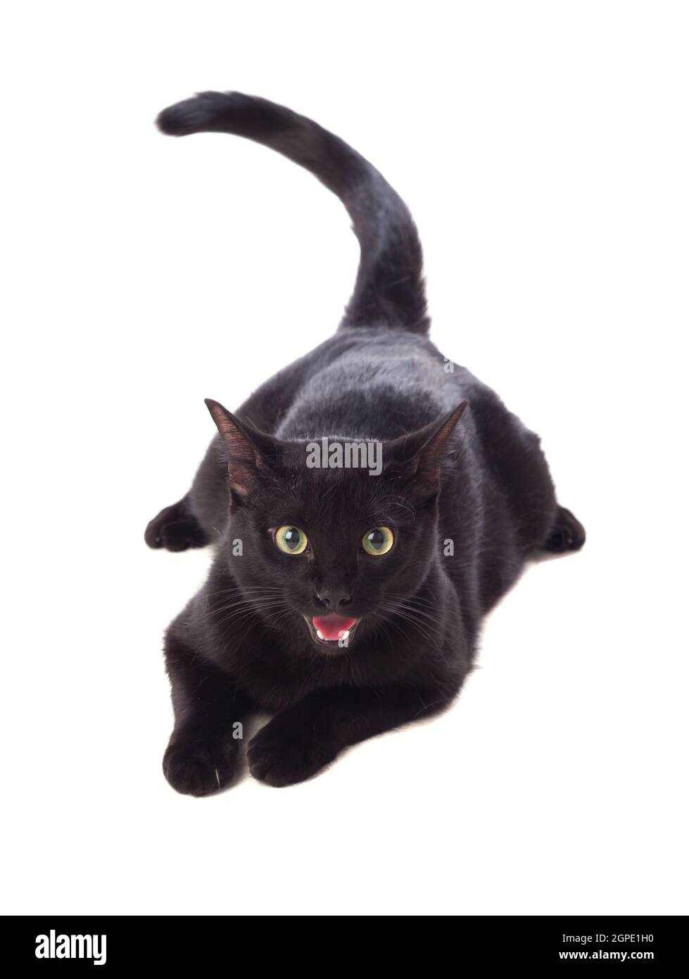 Gatto nero con gli occhi gialli isolate su un sfondo di Pentecoste Foto Stock