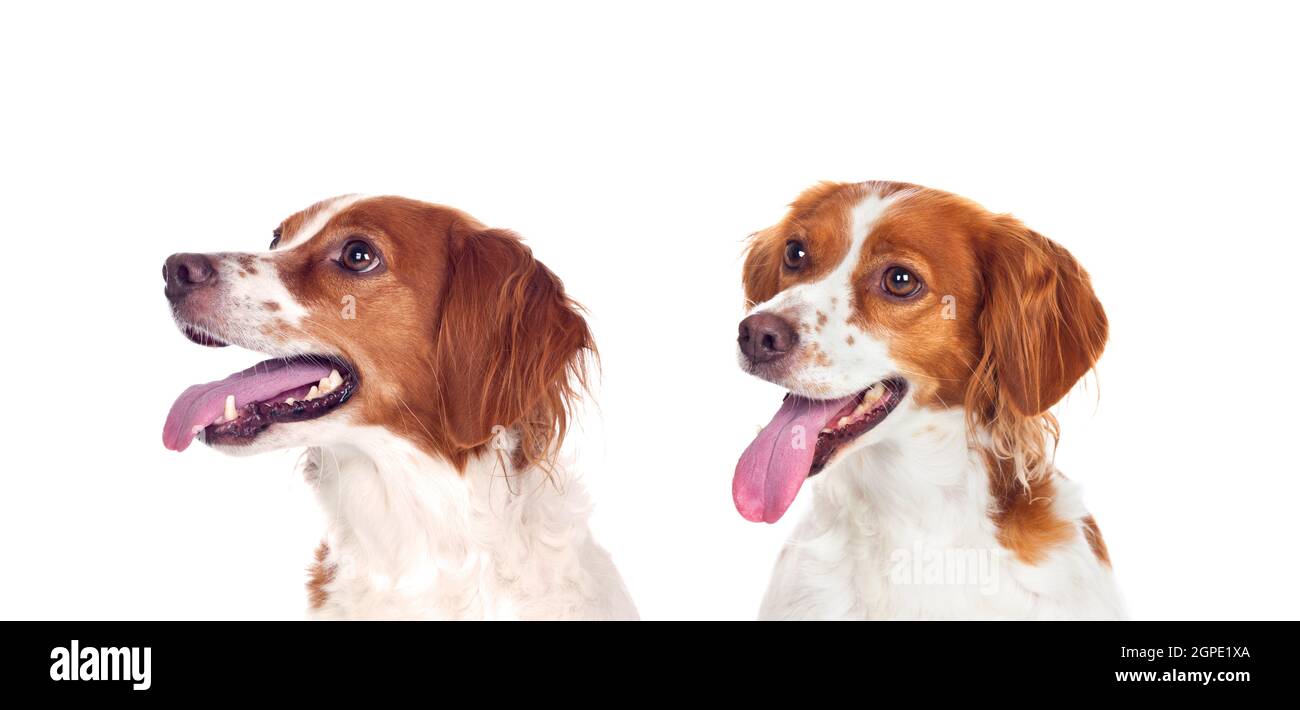 Bellissimi ritratti di cani isolati su sfondo bianco Foto Stock