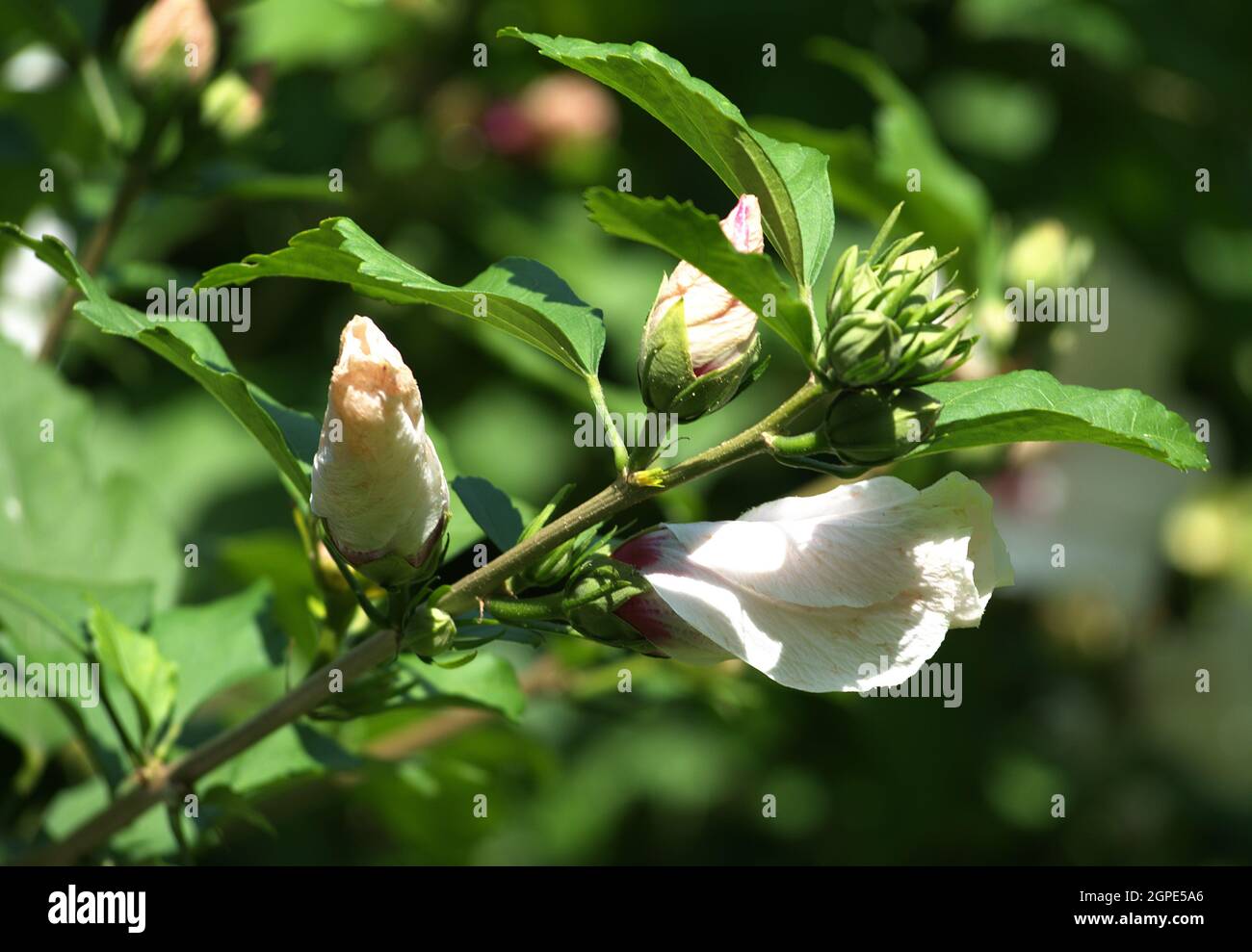 Un ramo con germogli di un Hibiscus siriacus che stanno per aprirsi. Foto Stock