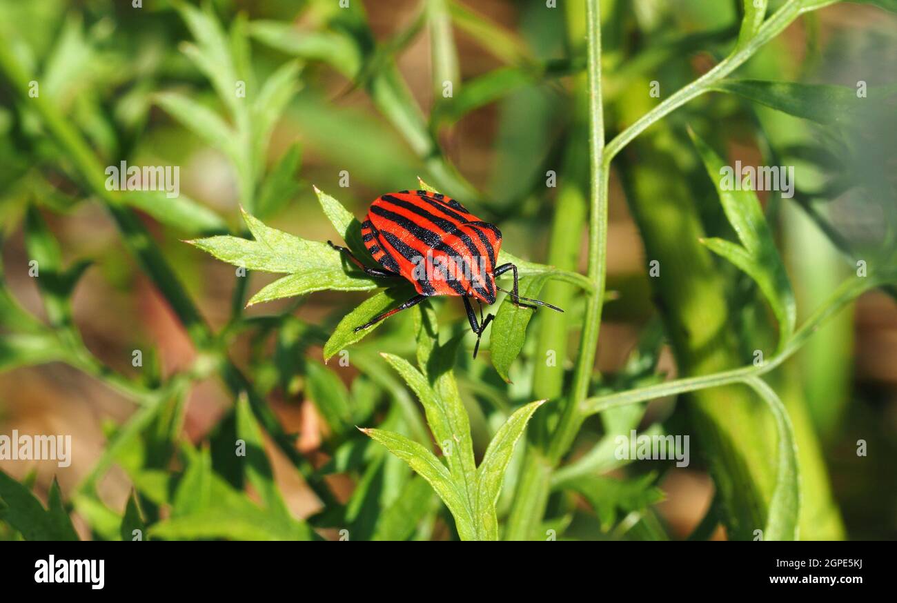 Un bug si siede al sole su una foglia. Graphosoma lineatum, chiamato anche 'Strefenwanze'. Foto Stock