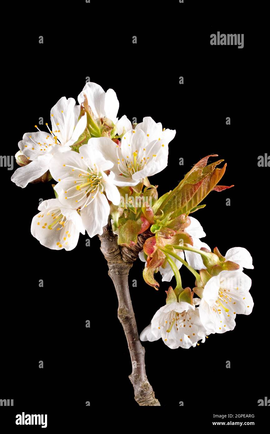 Dettaglio di un ramo della mela con fiori, boccioli e foglie di fronte a uno sfondo sfocato isolato su nero Foto Stock