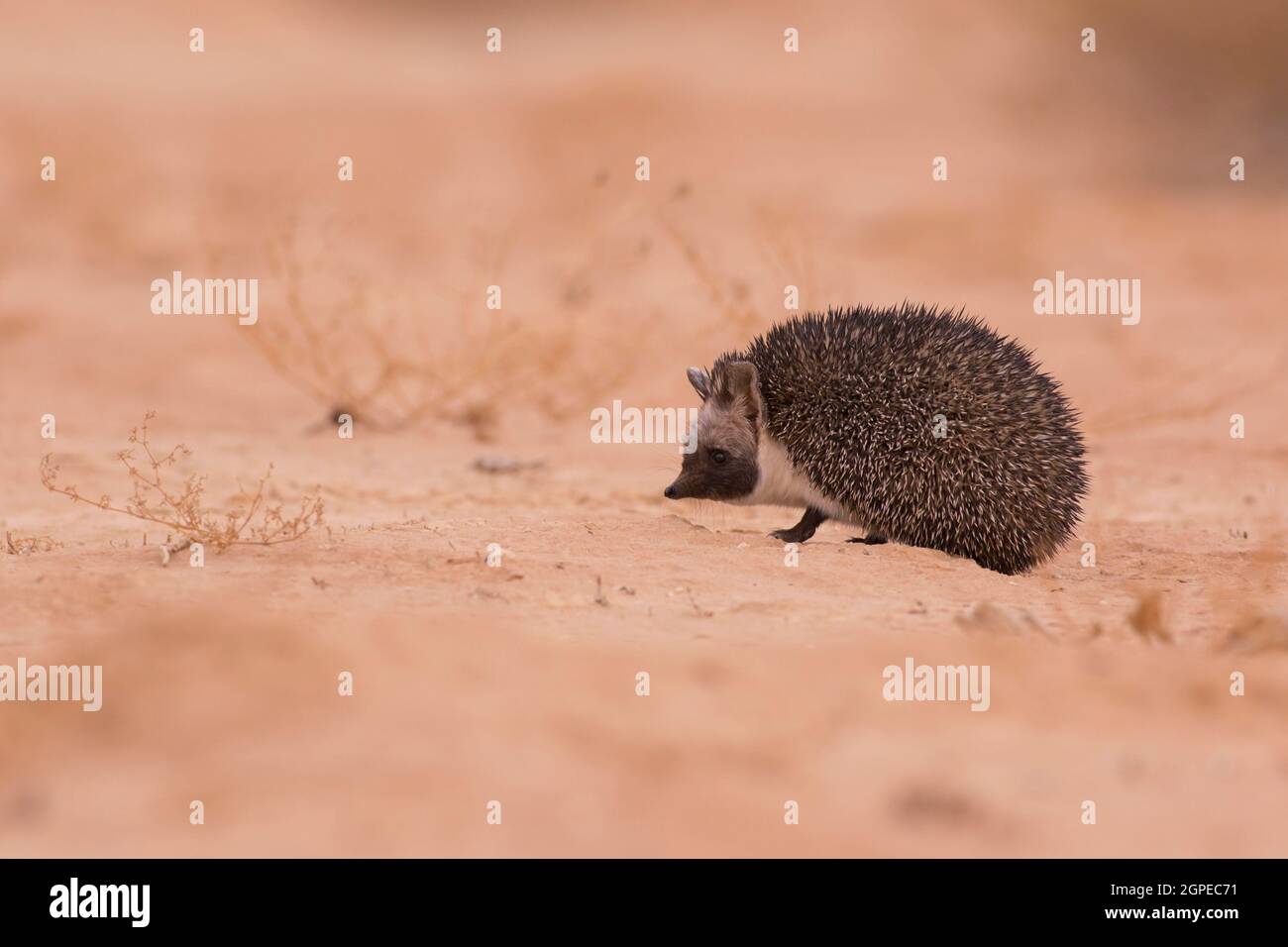 Desert Hedgehog (Paraechinus aethiopicus) fotografato nel deserto del Negev, Israele nel Marzo Foto Stock
