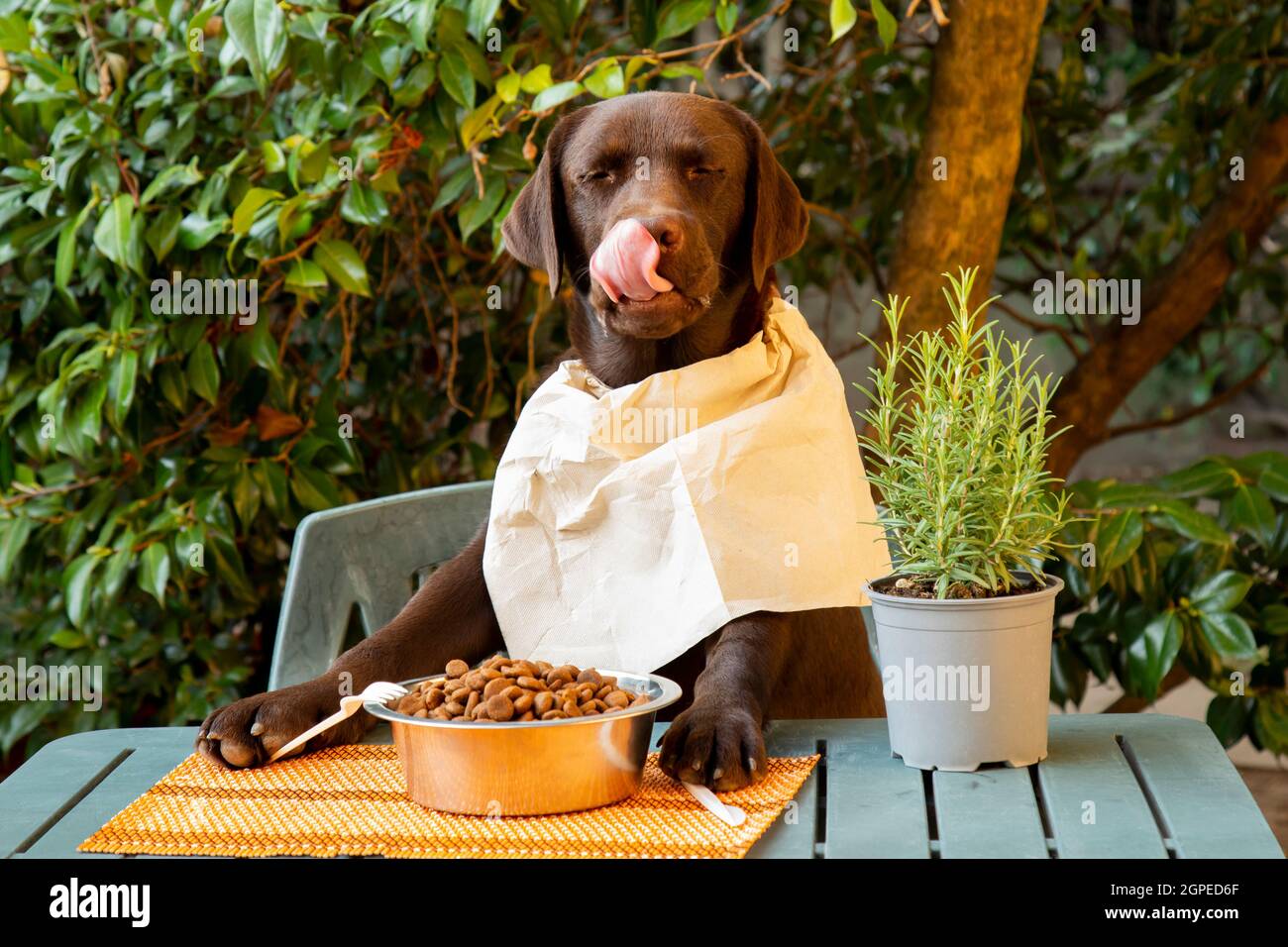 Labrador al tavolo seduto come una persona con la ciotola di snack del cane, umorismo foto Foto Stock