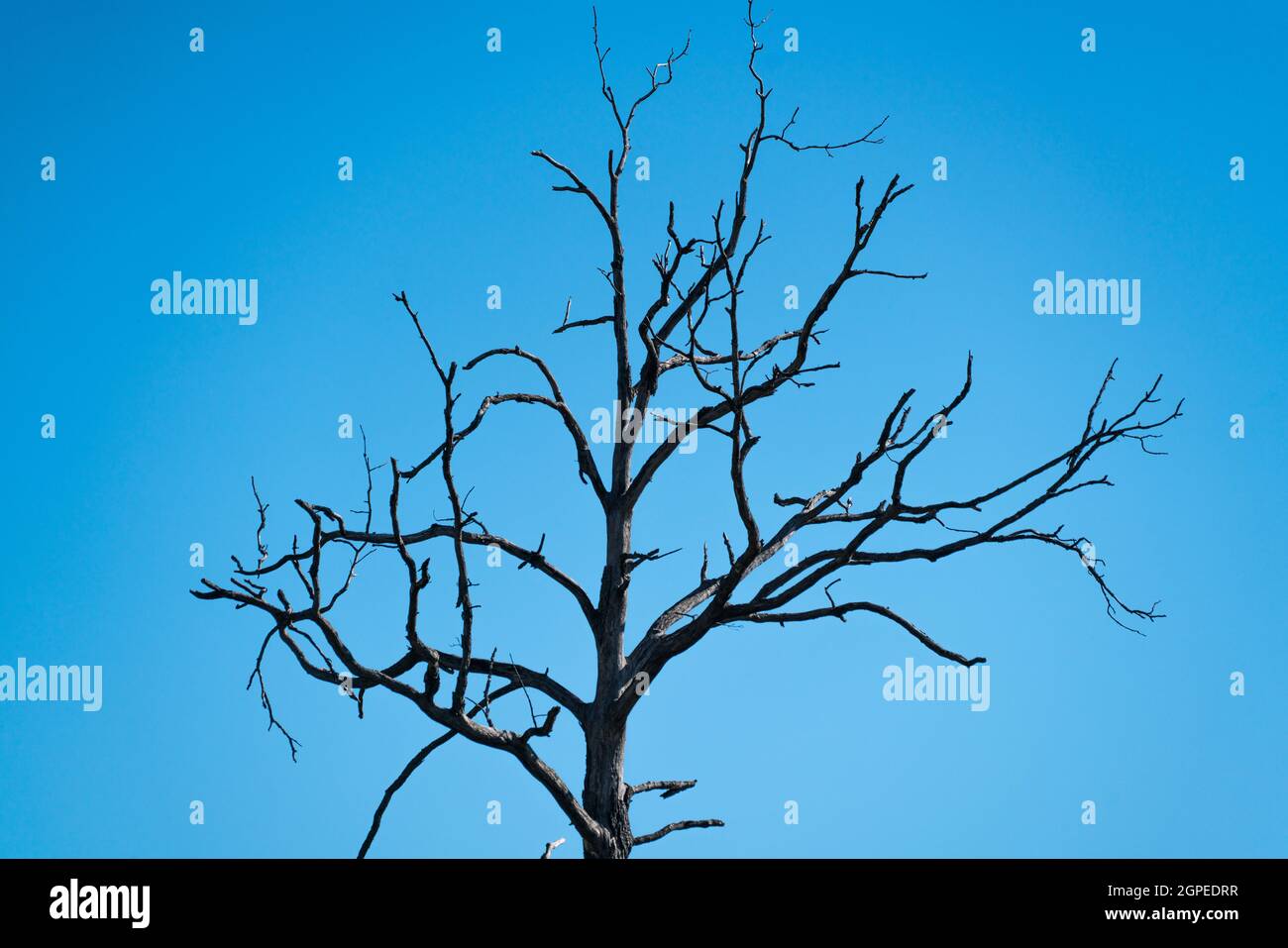 Albero morto e morto nella foresta di Palatinato Foto Stock