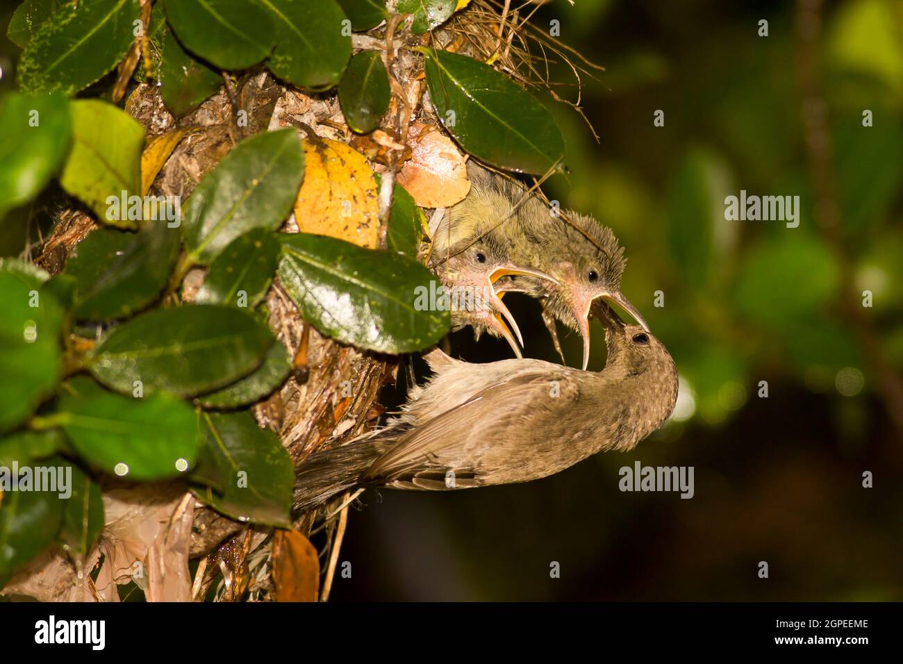 Sunbird femminile Palestine o Sunbird con tufted arancione settentrionale (Cinnyris oseus) che nutrono giovani vivai in un nido d'Israele, primavera aprile Foto Stock