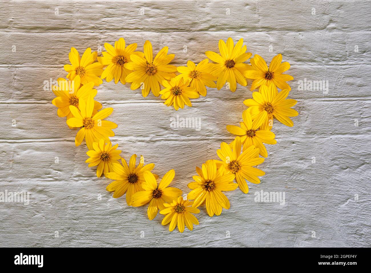 I fiori gialli sono allineati a forma di cuore su uno sfondo di mattoni bianchi. Amore per l'autunno Foto Stock