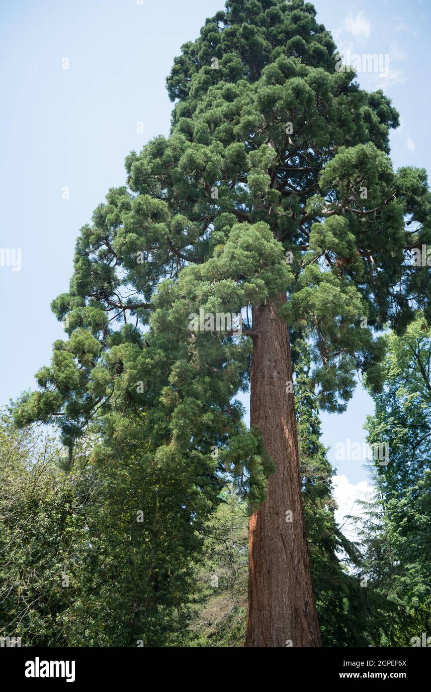 Albero di sequoia ai margini della Foresta Palatinato in Renania-Palatinato Foto Stock