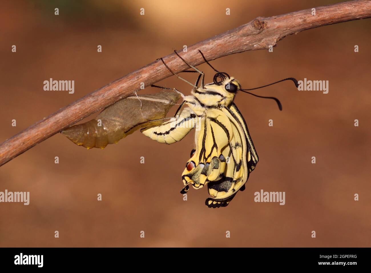 Il vecchio mondo coda forcuta (Papilio machaon) farfalla che emerge dal suo bozzolo (centro sinistra). Fotografato in Israele, nel mese di agosto. Foto Stock