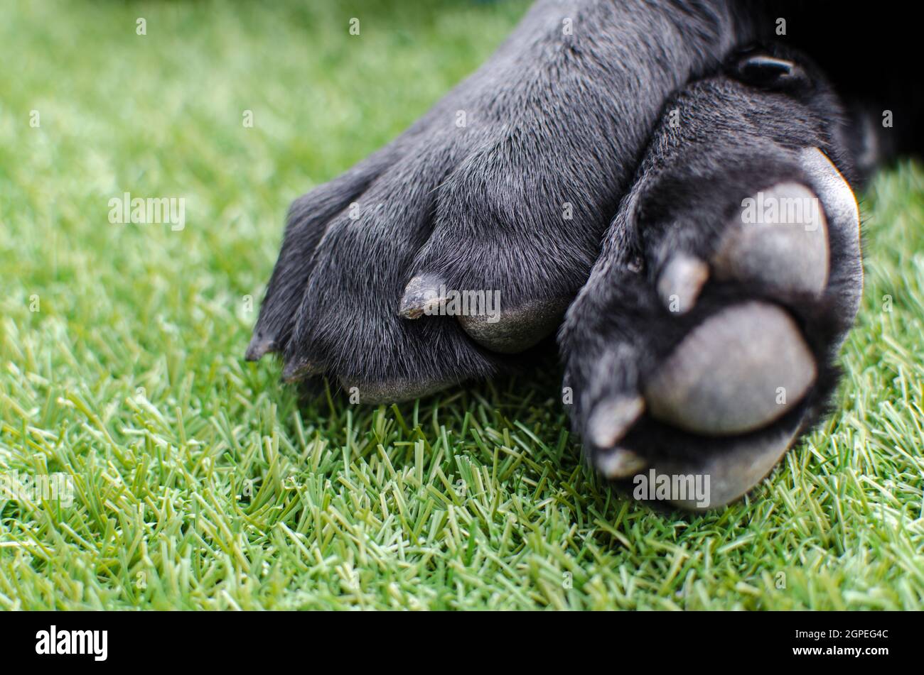 Black Labrador Retriever cane zampe primo piano. Macro dettagli su artigli, pellicce e cuscini per la cura della casa animale o veterinario Foto Stock