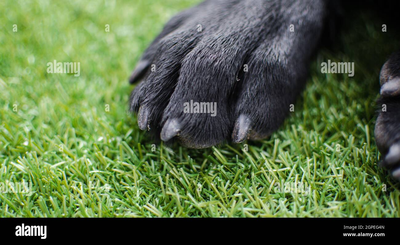 Black Labrador Retriever cane zampe primo piano. Macro dettagli su artigli, pellicce e cuscini per la cura della casa animale o veterinario Foto Stock