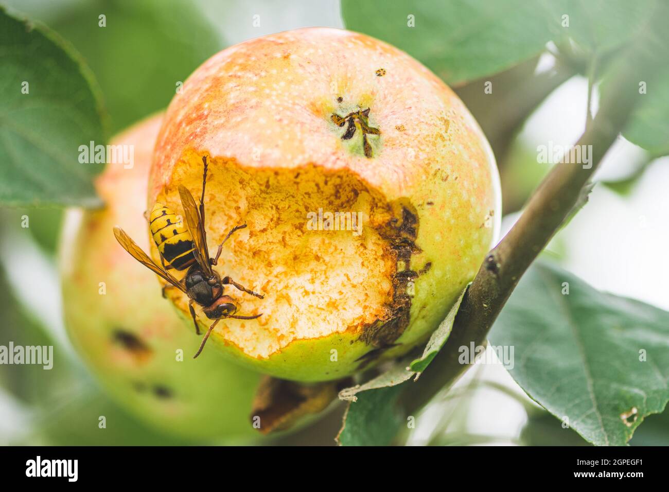 Vespa o vespa crabro gigante europeo mangiando una mela appesa ad un albero, da vicino Foto Stock