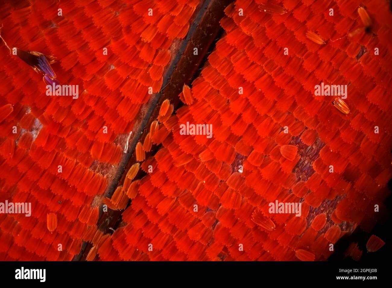 Ein Teil des Flügeladmirals Schmetterling, Nikon Plan 10x, Sony A-6400, Makroschlitten, Borgen Gerät, 87 -Foto.ISO-100.3-lampada a LED. Parte dell'Admi Foto Stock
