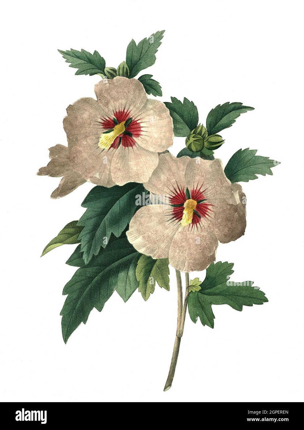 Straucheibisch (Hibiscus siriacus), auch Scharonrose, Syrischer Eibisch, Garteneibisch oder Festblume / Hibiscus siriacus è una specie di pianta da fiore della famiglia delle Malvaceae, rosa di Sharon, ketmia siriana, arbusto althea, Rose mallow, Digital aufbereitete Reproduktion einer Aquarellzeichnung aus dem Jahre 1827, von P.J..Redoue, Kupfertaxel / riproduzione digitale di un disegno acquerello del 1827, da P.J. Redoue, piastra di rame, Originaldatum unbekannt Foto Stock