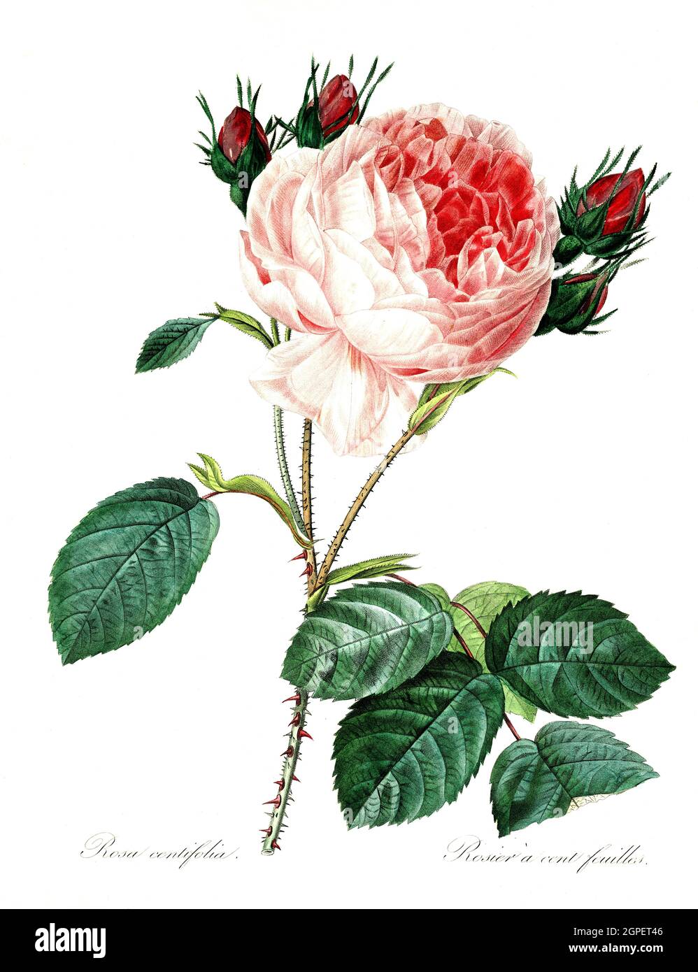 Rosa centifolia, Rosa, Zentifolie, Rosengroppe mit gefüllten Blüten, die zu den alten Rosen zählt / Rosa centifolia, la rosa della Provenza, la rosa del cavolo o la rosa de mai, è una rosa ibrida sviluppata dagli allevatori olandesi nel periodo tra il XVII e il XIX secolo, Digital aufbereitete Reproduktion einer Aquarellzeichnung aus dem Jahre 1827, von P.J..Redoue, Kupfertafel / riproduzione digitale di un disegno acquerello del 1827, da P.J. Redoue, piastra di rame, Originaldatum unbekannt Foto Stock