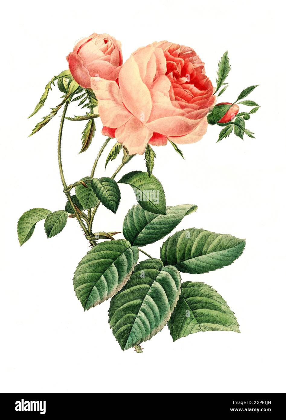 Rosa centifolia, Rosa, Zentifolie, Rosengroppe mit gefüllten Blüten, die zu den alten Rosen zählt / Rosa centifolia, la rosa della Provenza, la rosa del cavolo o la rosa de mai, è una rosa ibrida sviluppata dagli allevatori olandesi nel periodo tra il XVII e il XIX secolo, Digital aufbereitete Reproduktion einer Aquarellzeichnung aus dem Jahre 1827, von P.J..Redoue, Kupfertafel / riproduzione digitale di un disegno acquerello del 1827, da P.J. Redoue, piastra di rame, Originaldatum unbekannt Foto Stock