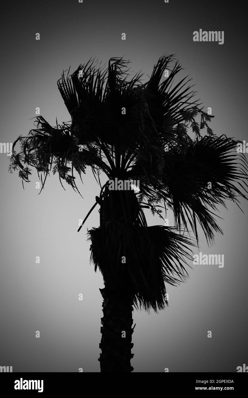 Scatto verticale in scala di grigi di una silhouette di palme Foto Stock