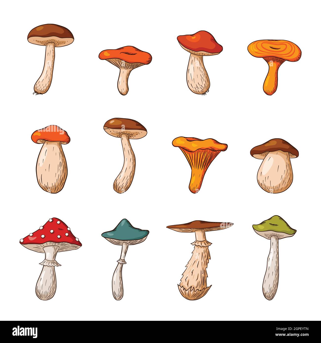Foresta funghi set grande. Raccolta di funghi velenosi e commestibili disegnati a mano. Illustrazione vettoriale per logo, menu, stampa, adesivi, design della confezione e decorazione. Vettore Premium Illustrazione Vettoriale