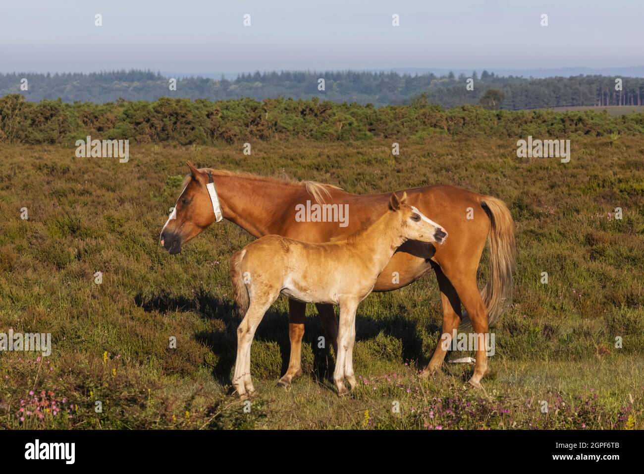 Inghilterra, Hampshire, New Forest, Mare e Foal Foto Stock