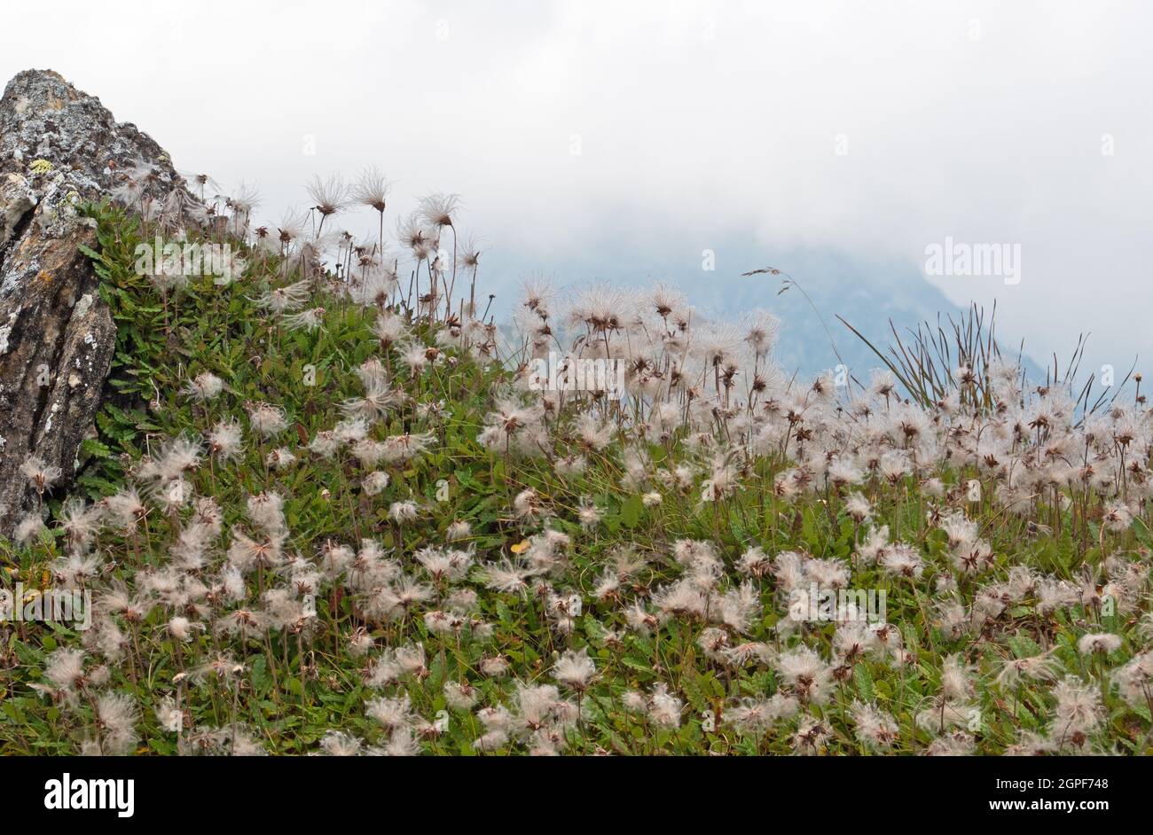 Colonia di avens montagna nelle Alpi, lotti teste di seme fluffy Foto Stock