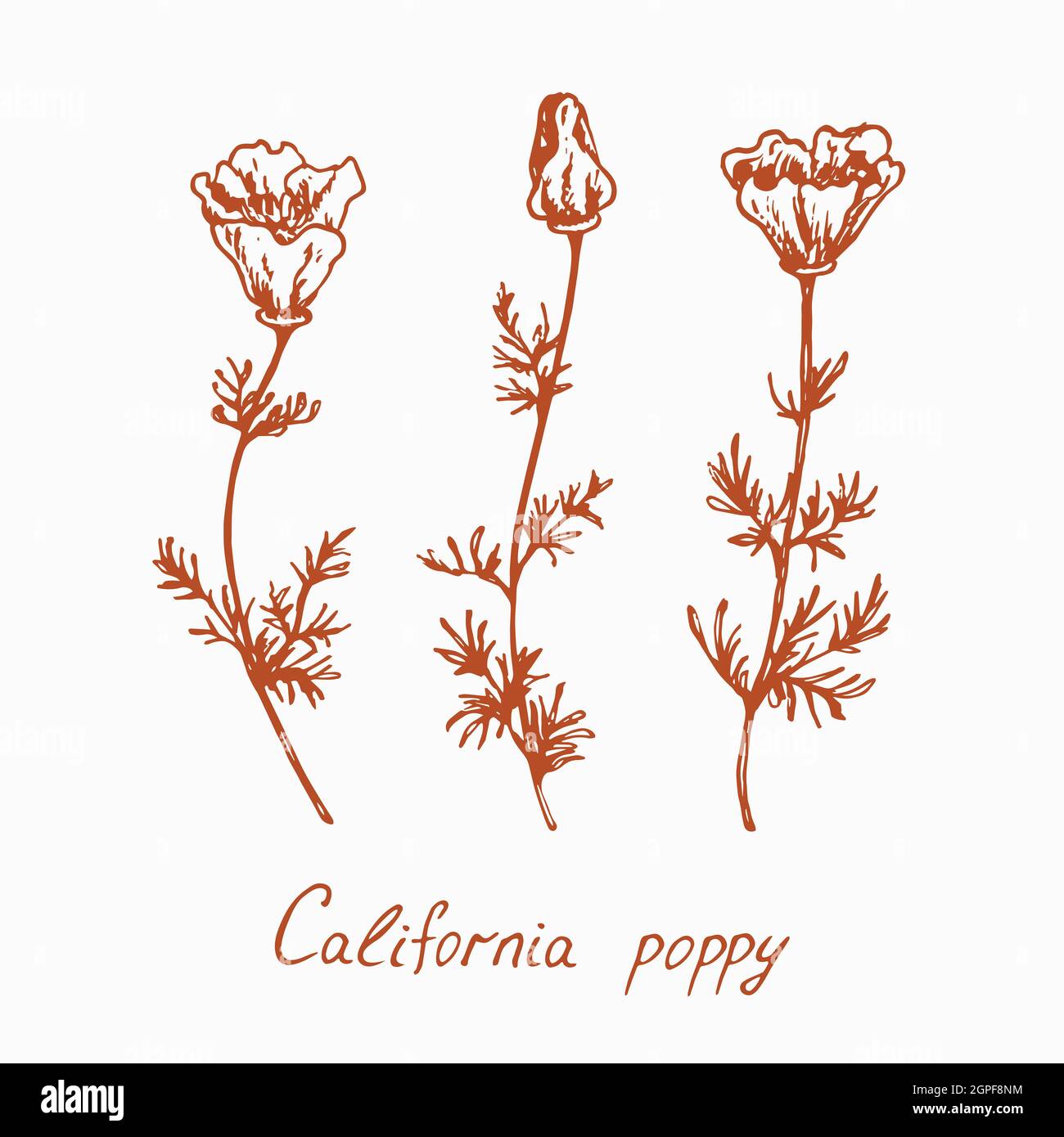 Collezione di papavero in California, fiori fusto con germogli e foglie, disegno con iscrizione, stile vintage Foto Stock