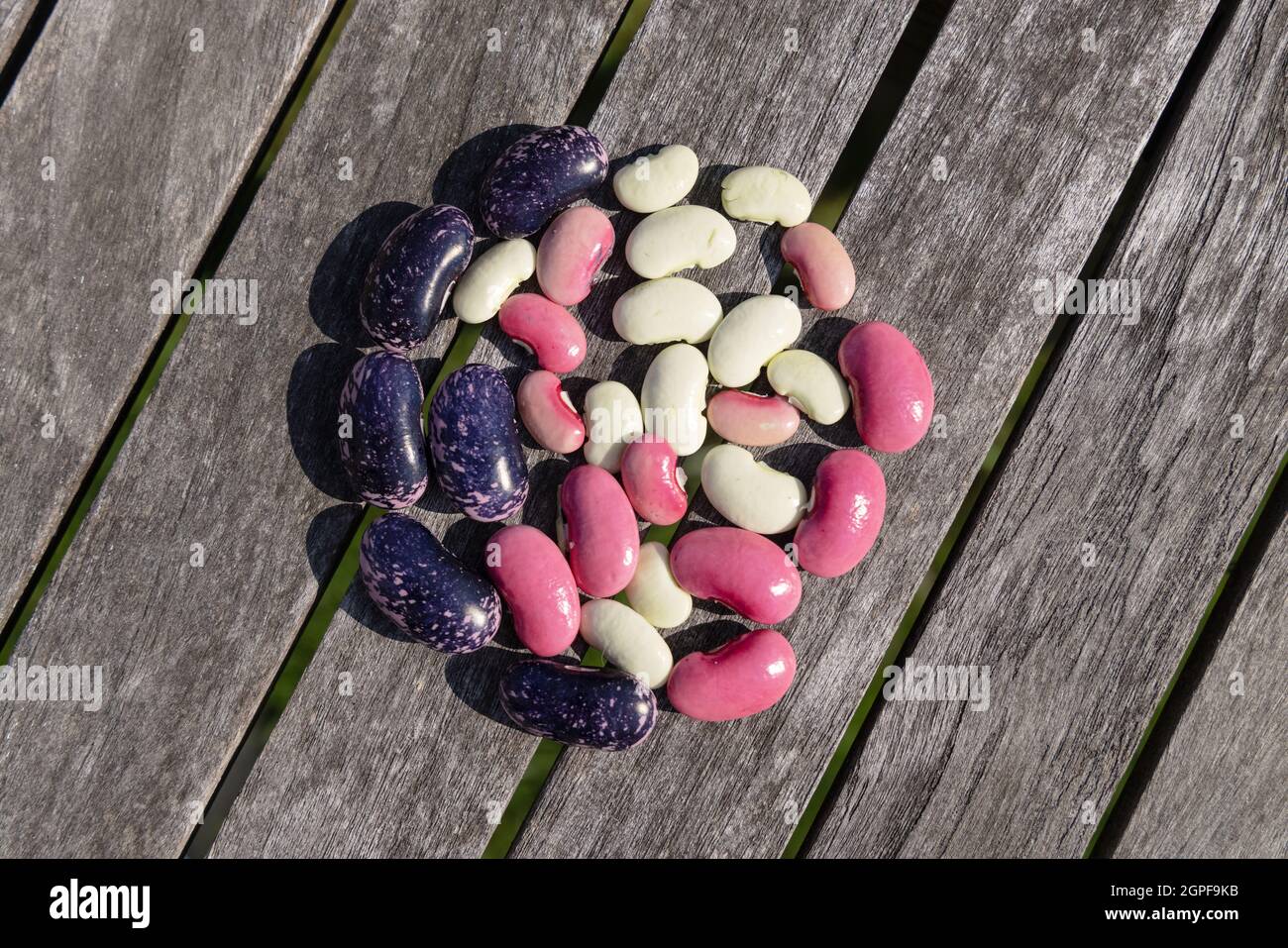 Runner beans - varietà diverse di semi di runner beans che sono tenuti per piantare nuove piante l'anno seguente, Regno Unito Foto Stock