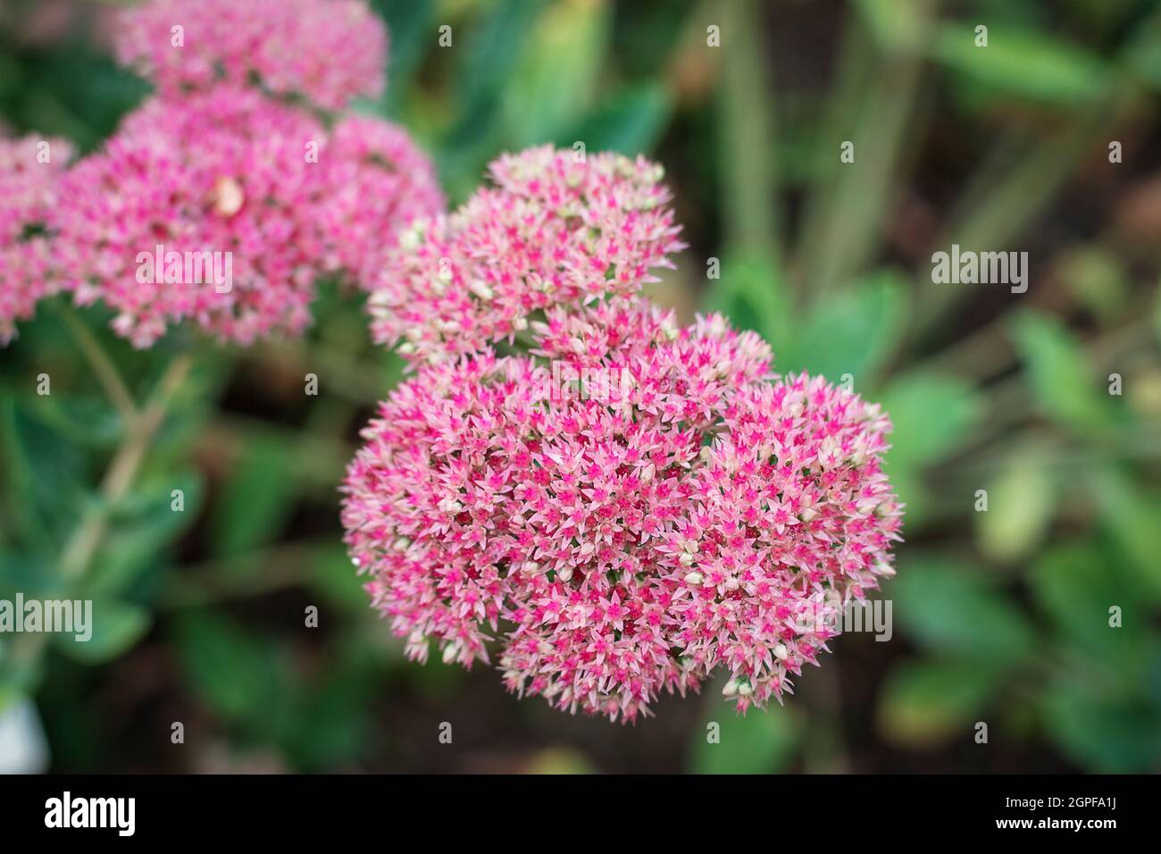 Sedum purpurascens fiori viola, famiglia Orpine Crassulaceae. Primo piano. Foto Stock