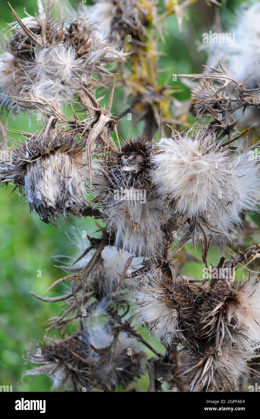 Primo piano di thistledown. Foto Stock