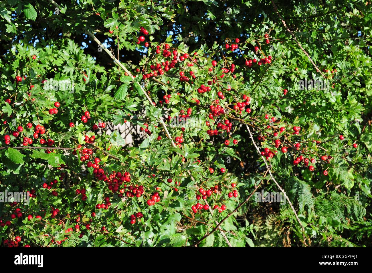 Hawthorn Berries in una fila di siepi. Foto Stock