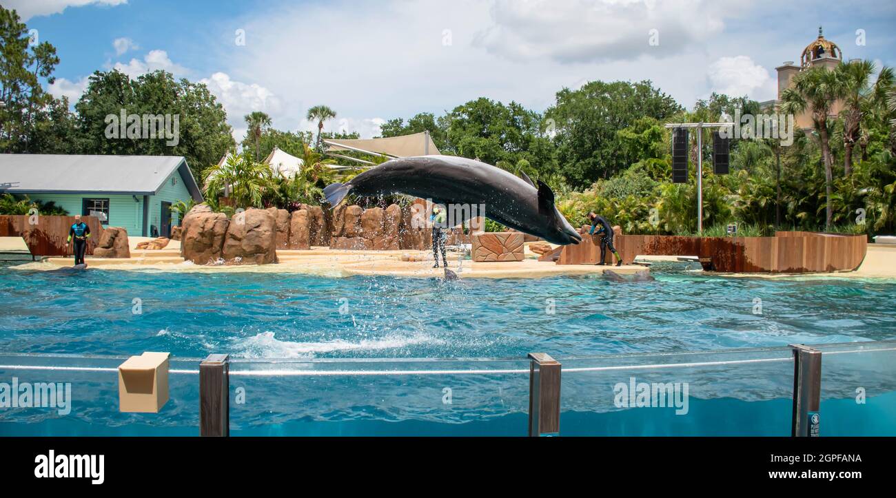 Orlando, Florida. Settembre 28, 2021. Spettacolo Dolphin Adventures al Seaworld (2) Foto Stock