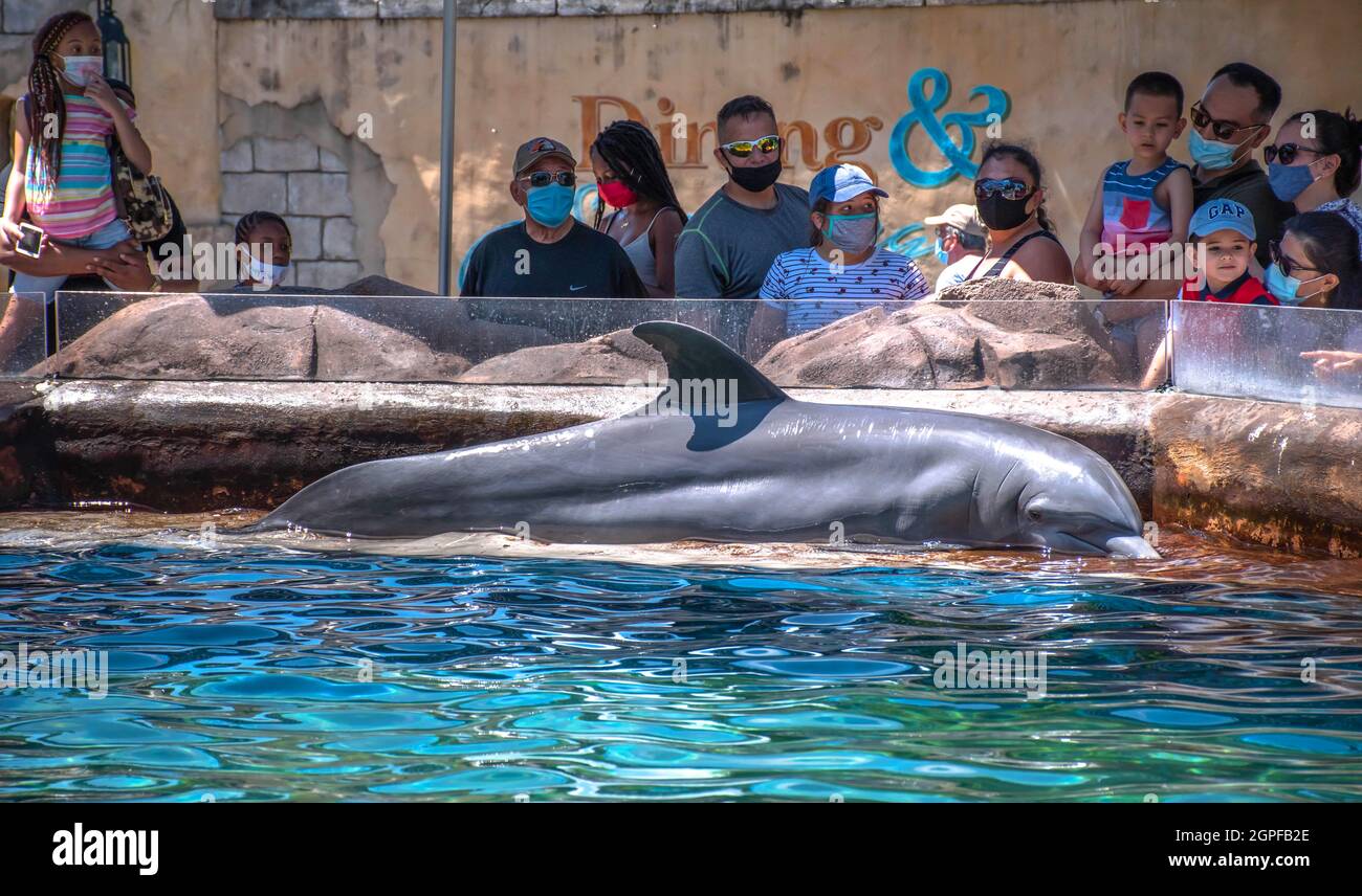 Orlando, Florida. Settembre 28, 2021. Dolphin Encounter in Nursery at Seaworld (40) Foto Stock