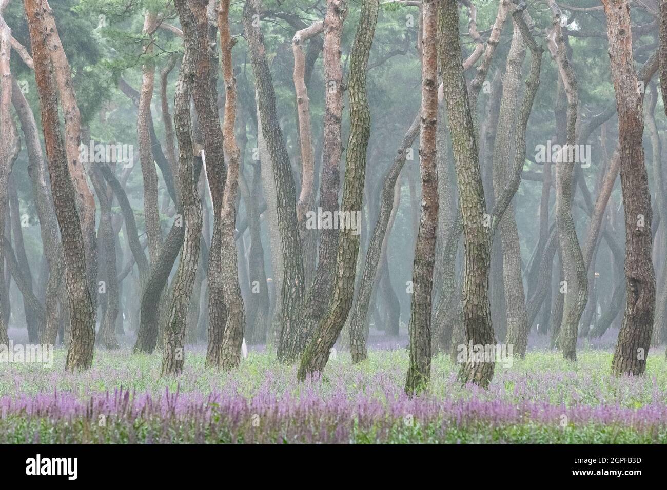 Pineta con lilyturf nel parco di Hwangseong, Gyeongju-si, Corea Foto Stock