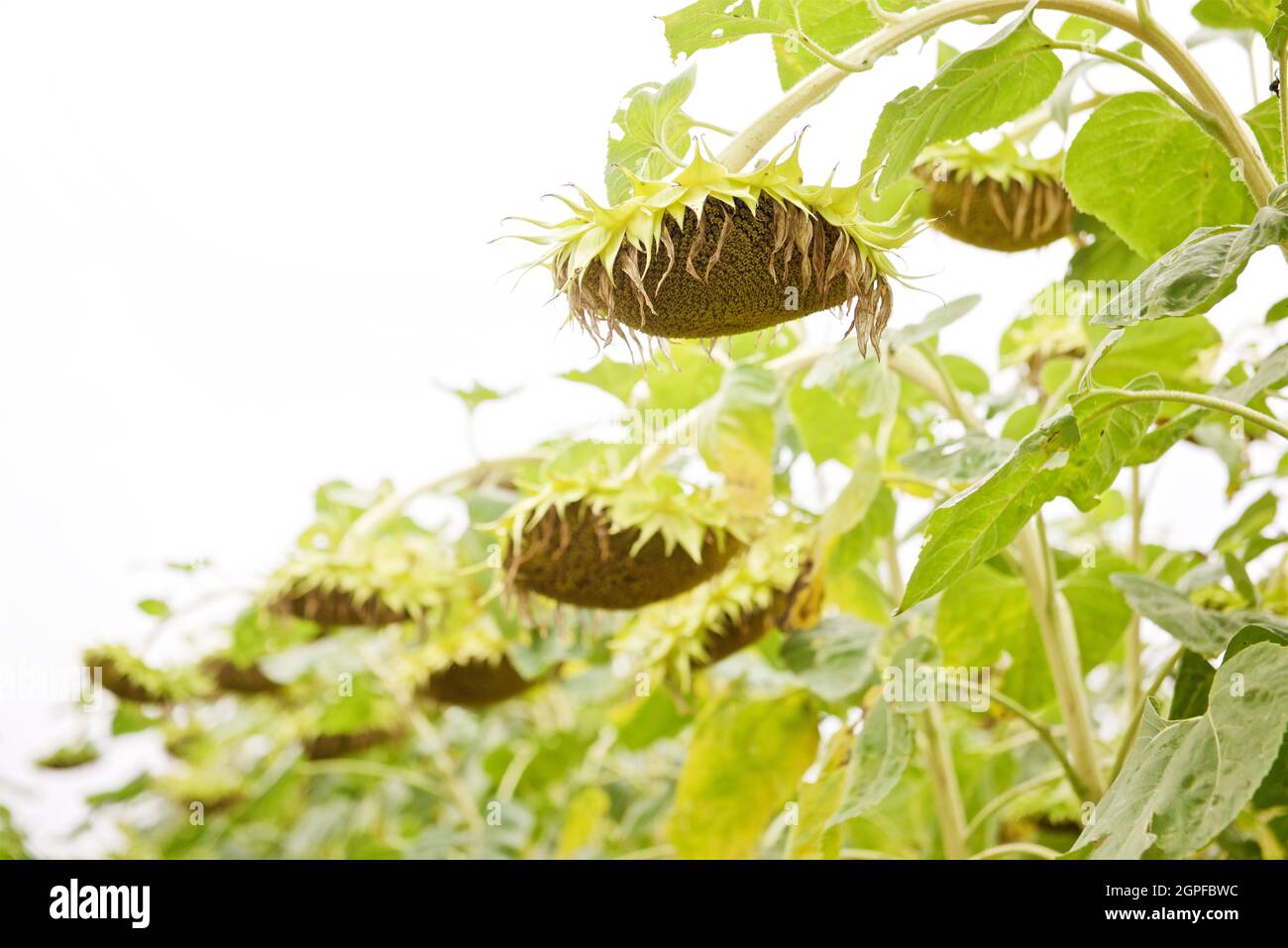 girasole mature sul campo in autunno Foto Stock