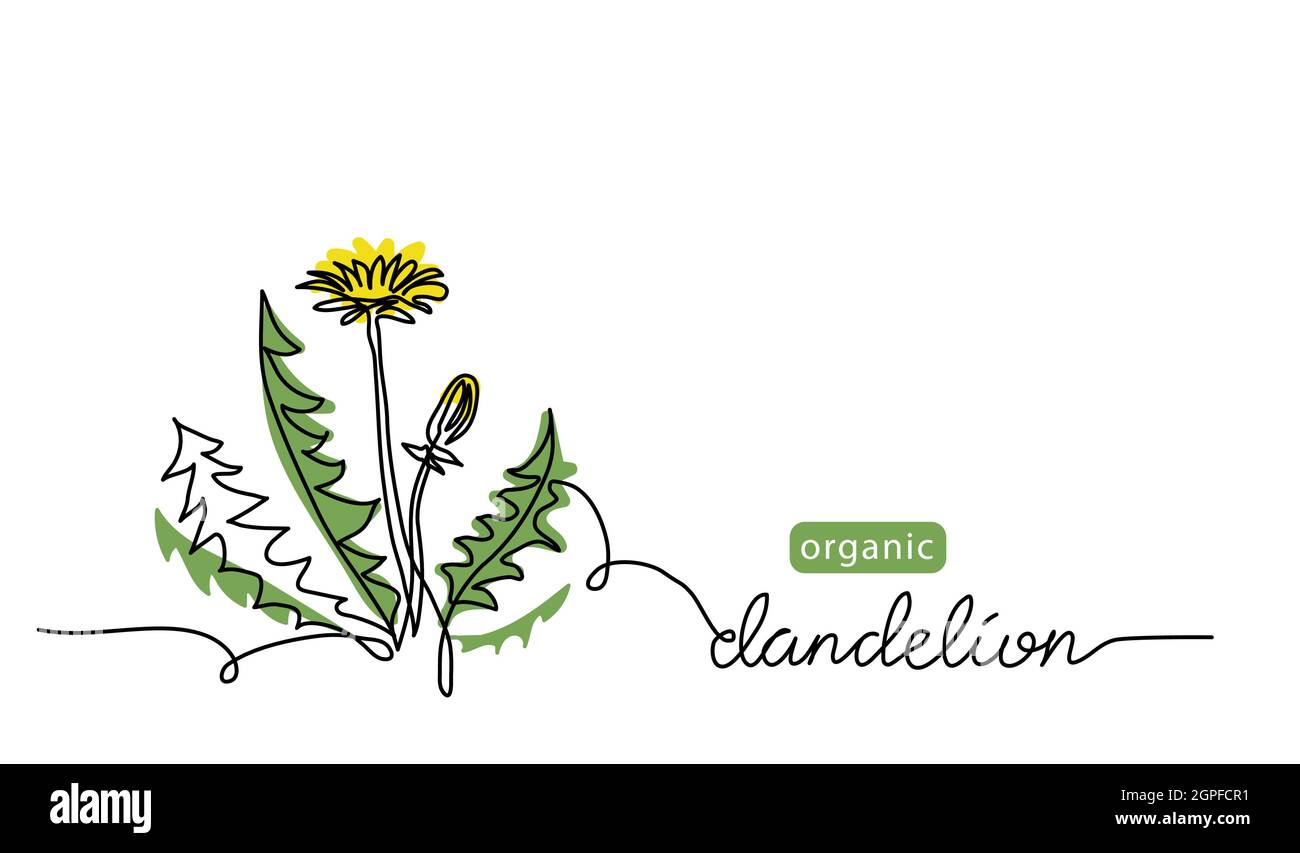 Dandelion pianta, fiore una linea disegno d'arte. Semplice illustrazione della linea vettoriale con dentellatura organica Illustrazione Vettoriale