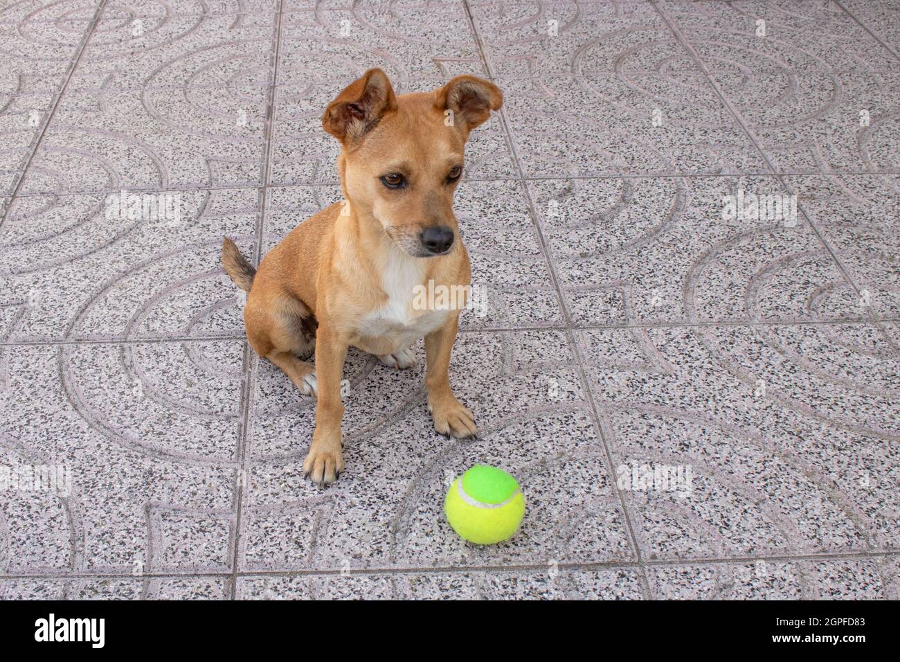 Un carino giovane cane di razza mista seduto sul pavimento accanto a una palla da tennis in attesa di comando. Sopra l'angolo foto scattata nel cortile Foto Stock