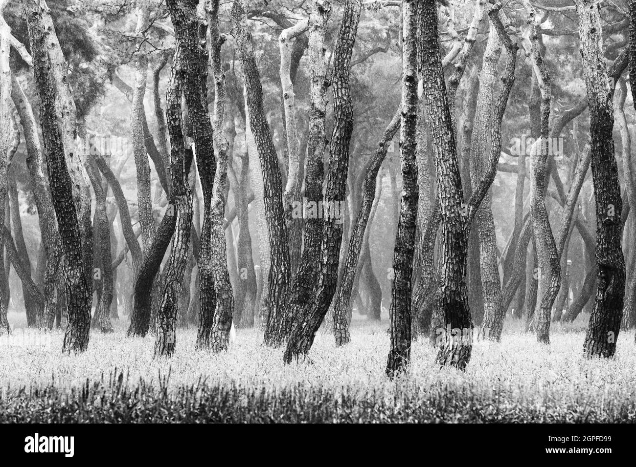 Bianco e nero : pineta con lilyturf nel parco di Hwangseong, Gyeongju-si, Corea Foto Stock