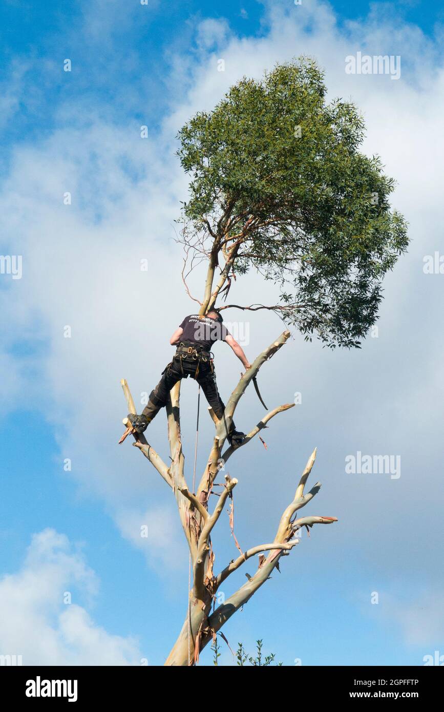 Chirurgo dell'albero, lavorando con le corde, segando e tagliando i rami da un campione di eucalipto mentre l'albero è completamente rimosso. REGNO UNITO. Inghilterra (127) Foto Stock