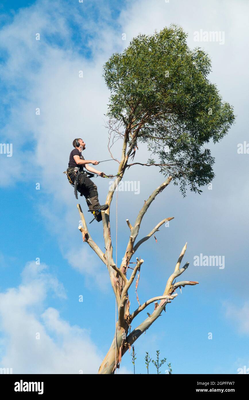 Chirurgo dell'albero, lavorando con le corde, segando e tagliando i rami da un campione di eucalipto mentre l'albero è completamente rimosso. REGNO UNITO. Inghilterra (127) Foto Stock