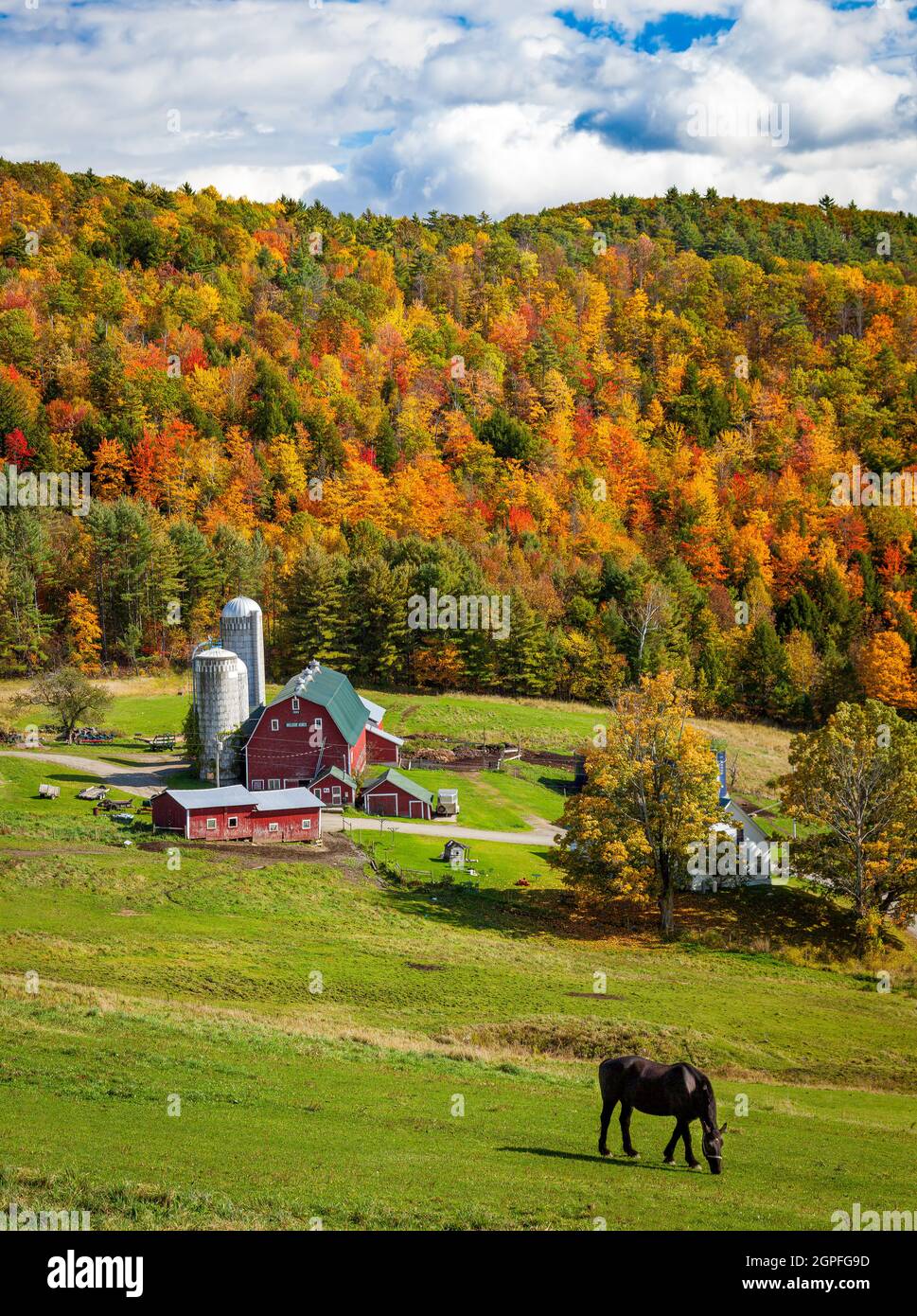 Cavallo pascolo sopra una fattoria in autunno vicino West Barnet, Vermont, USA Foto Stock