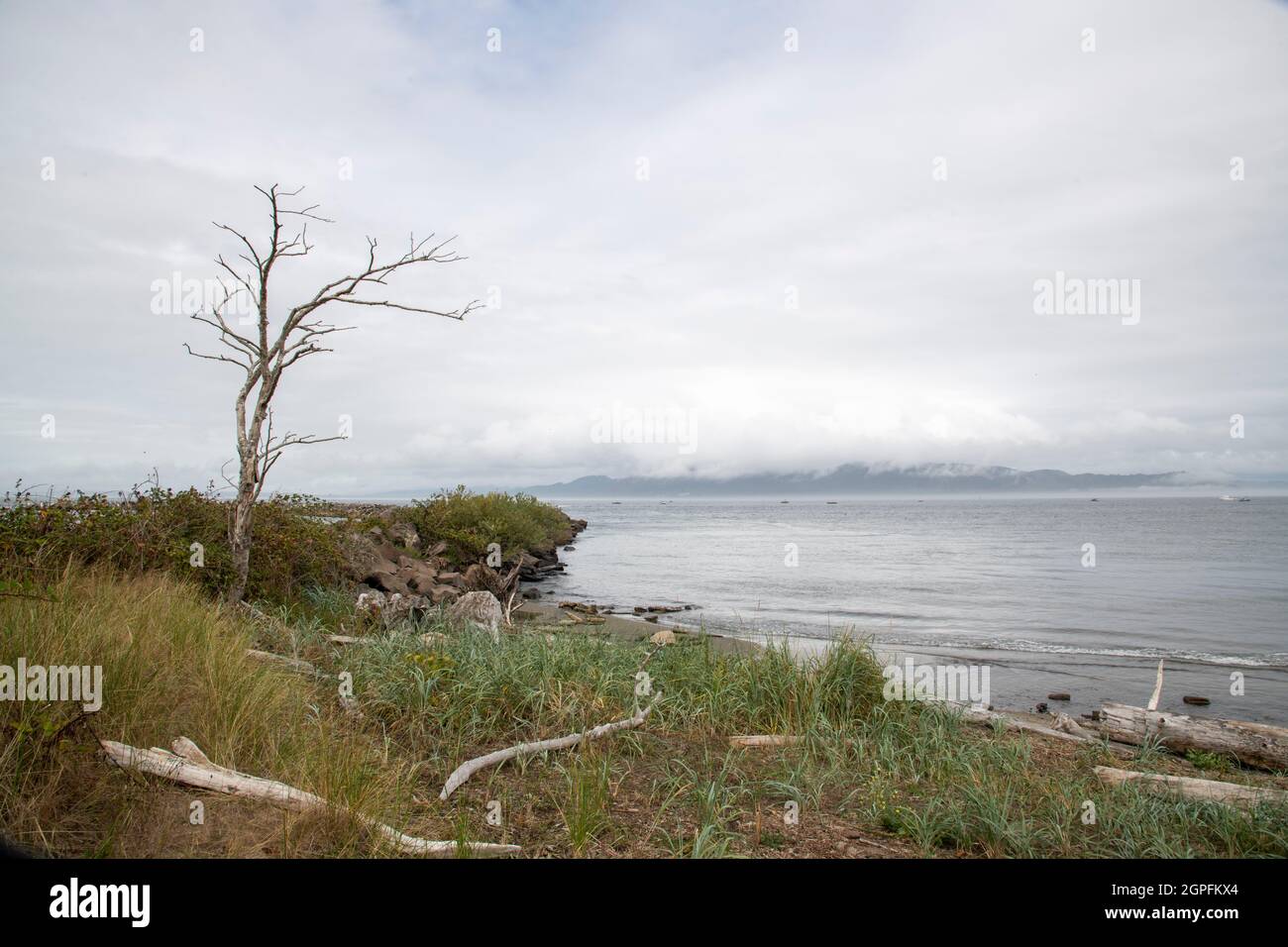 Tree Coast Beach Driftwood sulla riva Foto Stock