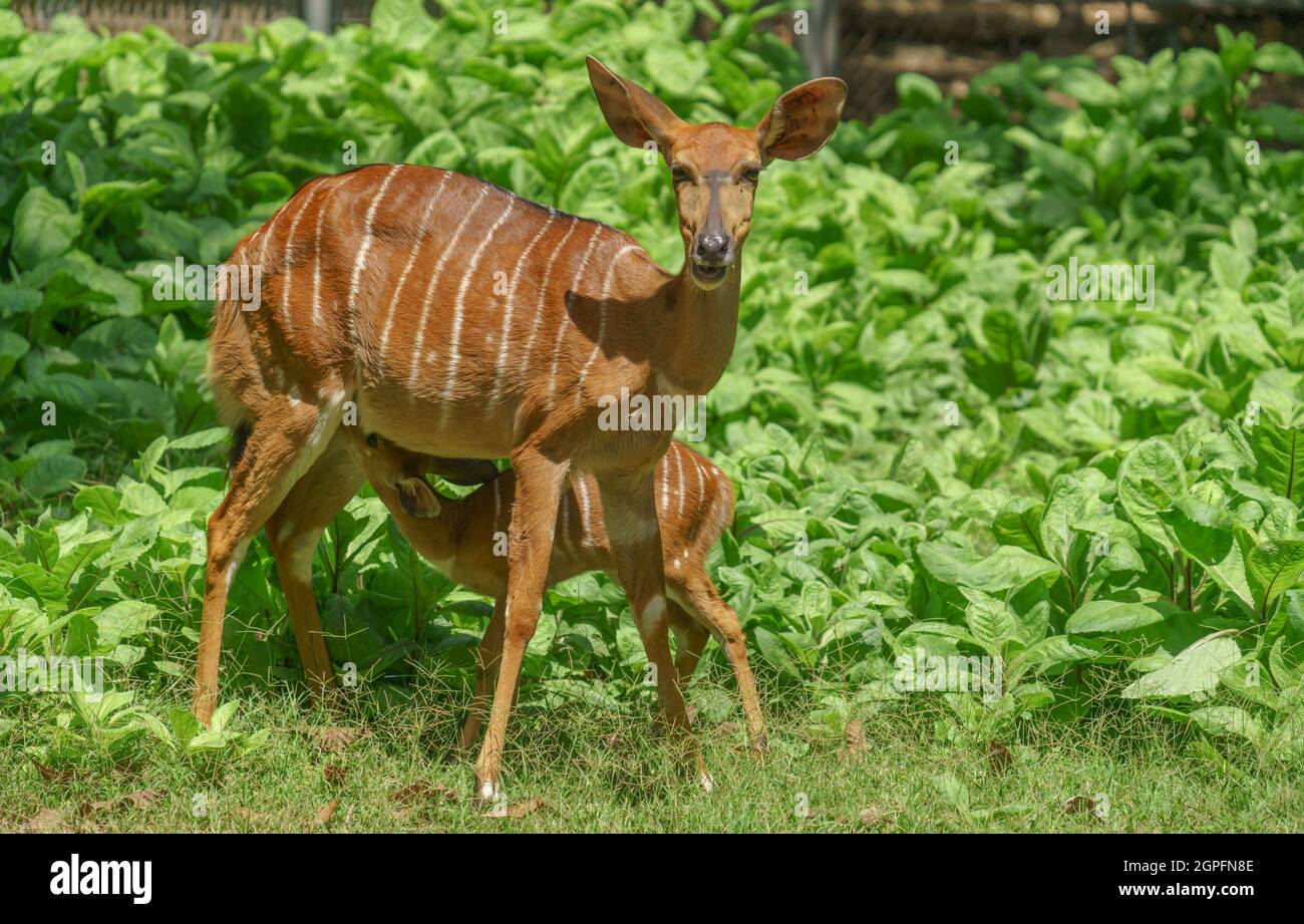 Antilope Nyala femminile (Tragelaphus angasii) con agnello giovane Foto Stock