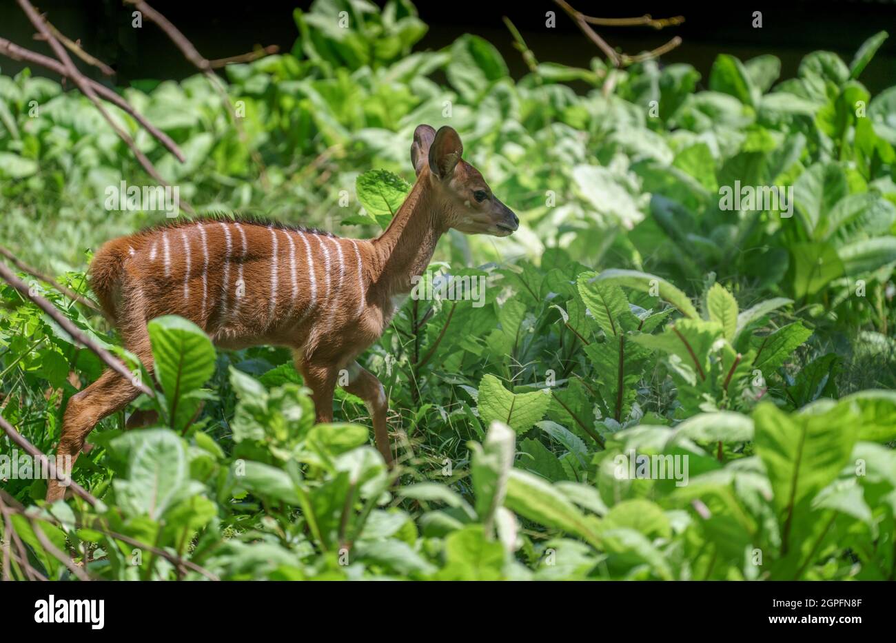 Giovane antilope Nyala (Tragelaphus angasii) che cammina da solo Foto Stock