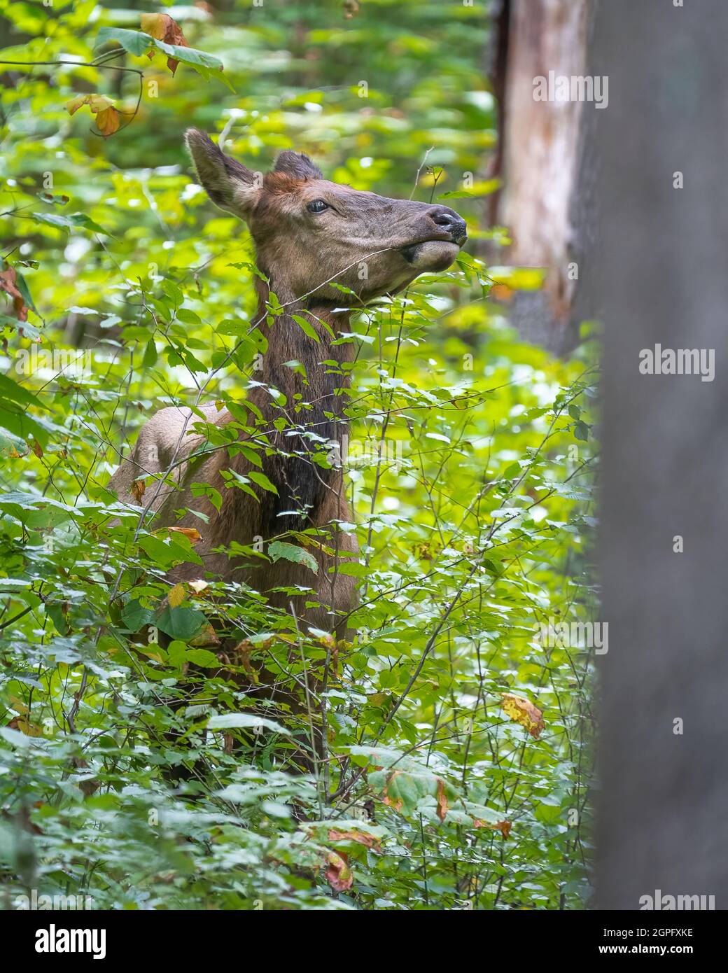 Un alce di mucca che mangia vegetazione boschiva Foto Stock