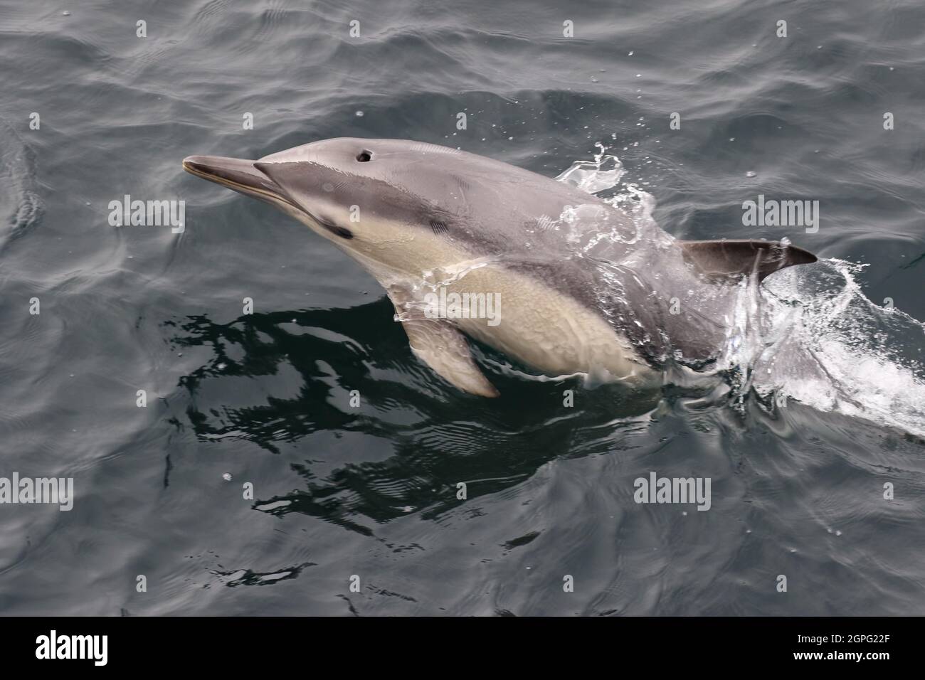 Sequenza 7 di delfino comune che salgono nelle acque del Regno Unito Foto Stock