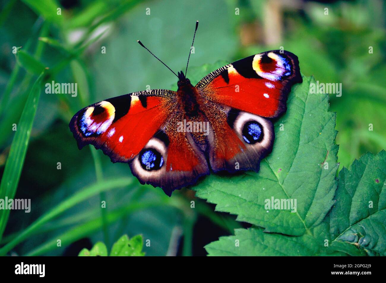 Farfalla di pavone (Aglais io) appoggiata su una foglia che mostra il suo motivo alare superiore e i suoi colori Foto Stock