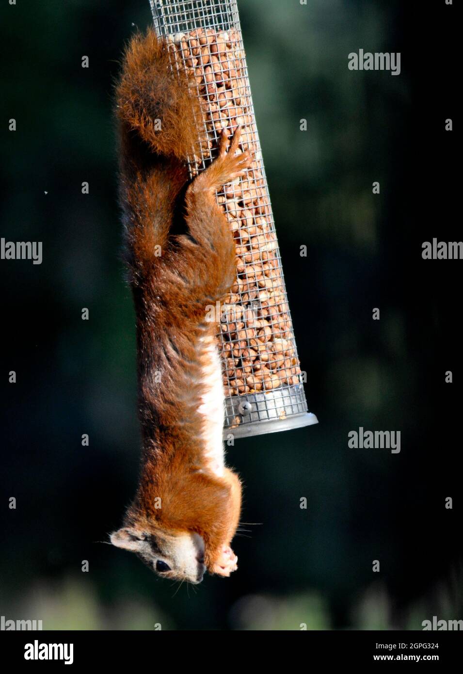 Scoiattolo rosso (Sciurus vulgaris) che mangia una arachidi, appesa capovolta da un alimentatore di uccelli, Isola di Arran, Scozia Foto Stock