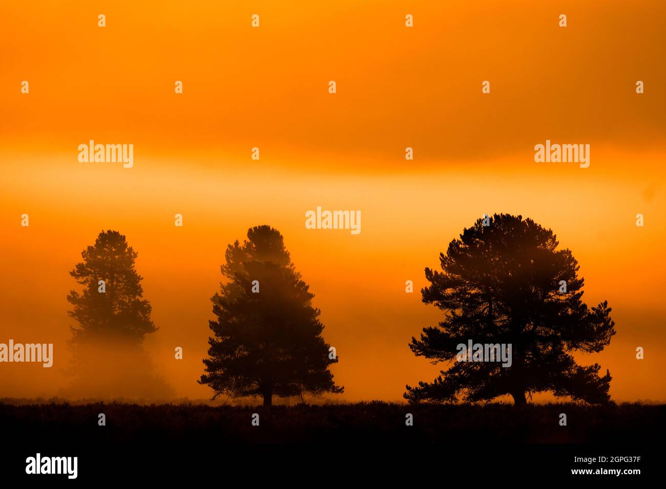 Alba del mattino con alberi e fiume sotto il cielo blu e la nebbia incandescente Foto Stock